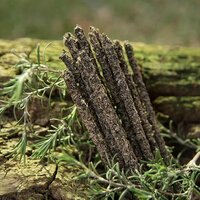 Rue rozemarijn frankincense sagrada madre wierook