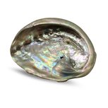Abelone schelp ca 6cm Abelone schelp ca 6cm