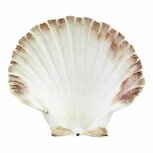 Smudge schelp ca 15cm Smudge schelp ca 15cm