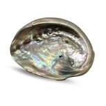 Abelone schelp ca 6cm Abelone schelp ca 6cm